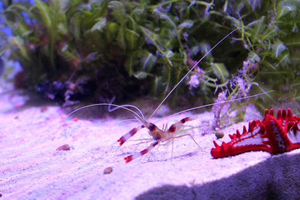 saltwater aquarium shrimp