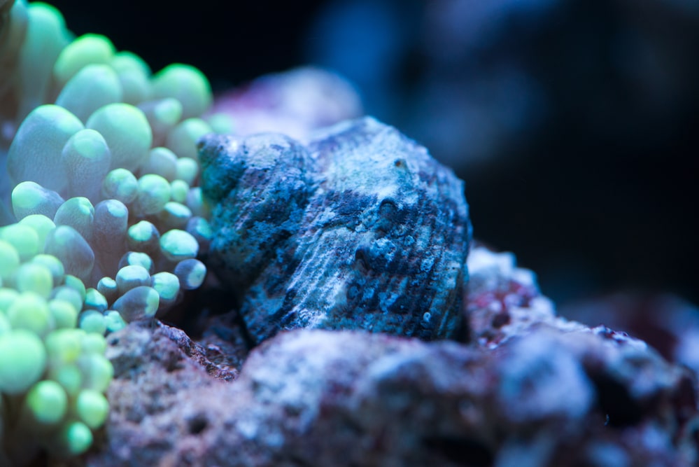 saltwater aquarium snail