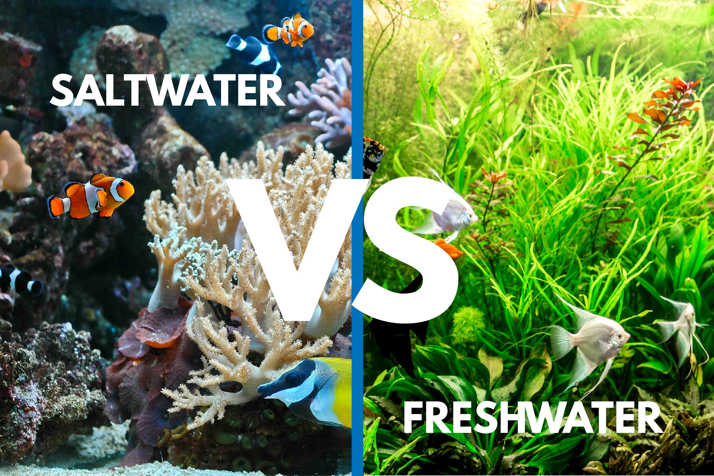 saltwater vs freshwater aquarium