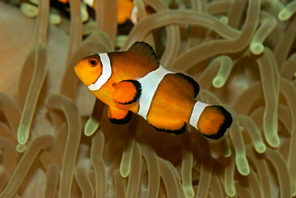 Clownfish anemone