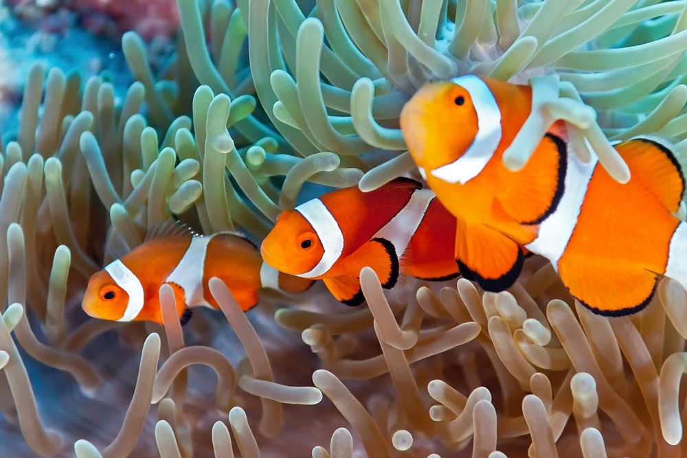 Anemonee the Clown Fish Travel giorno Travelbug trackable pesce 