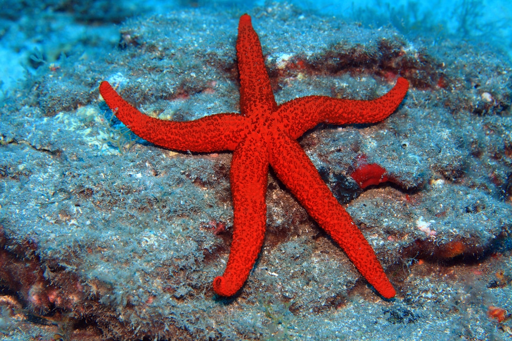 luzon star fish