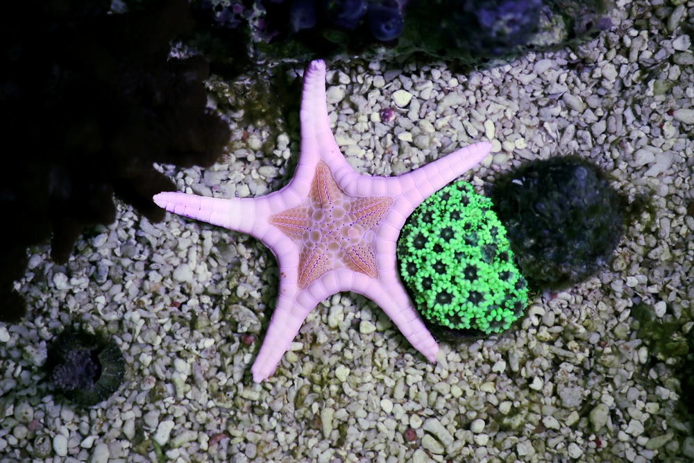 double starfish