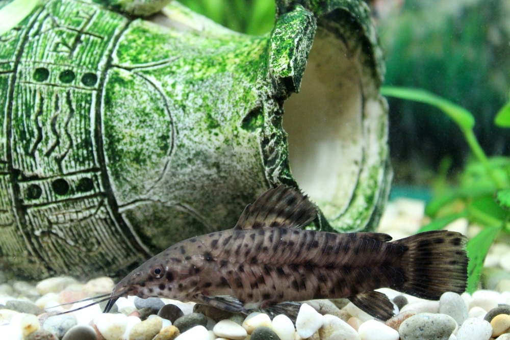 Hoplosternum thoracatum in aquarium