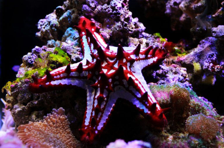 13 Types of Saltwater Starfish for Aquariums Build Your Aquarium