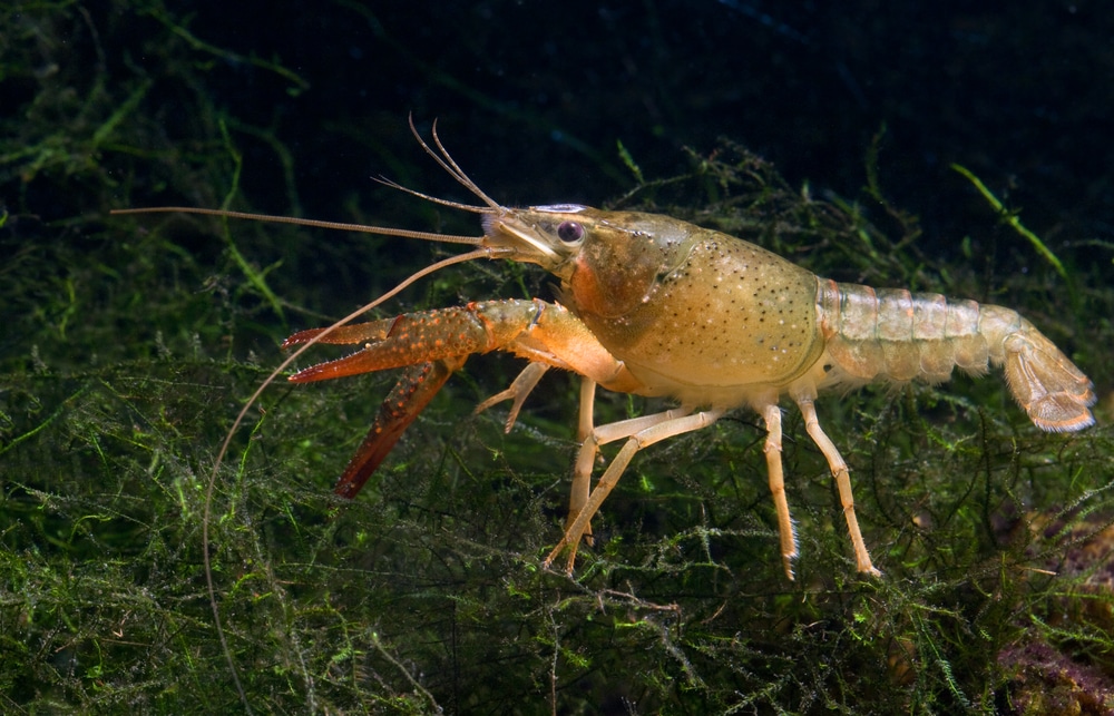 crayfish with plants