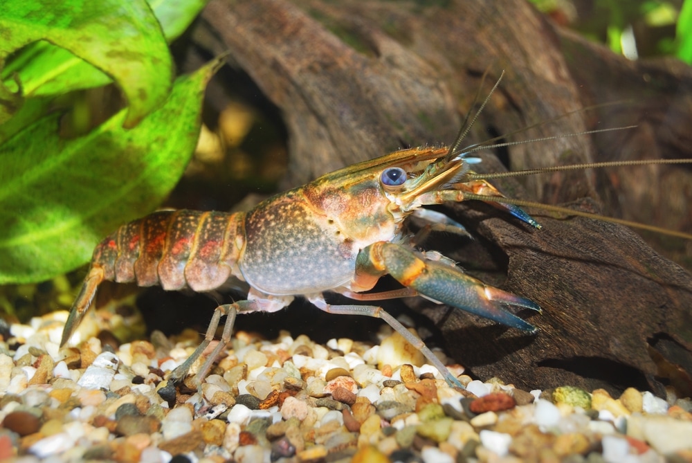 Australian blue crayfish