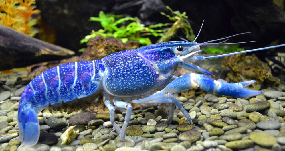 blue crawfish