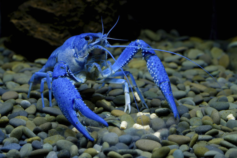 Keeping Freshwater Aquarium Crayfish The Complete Guide