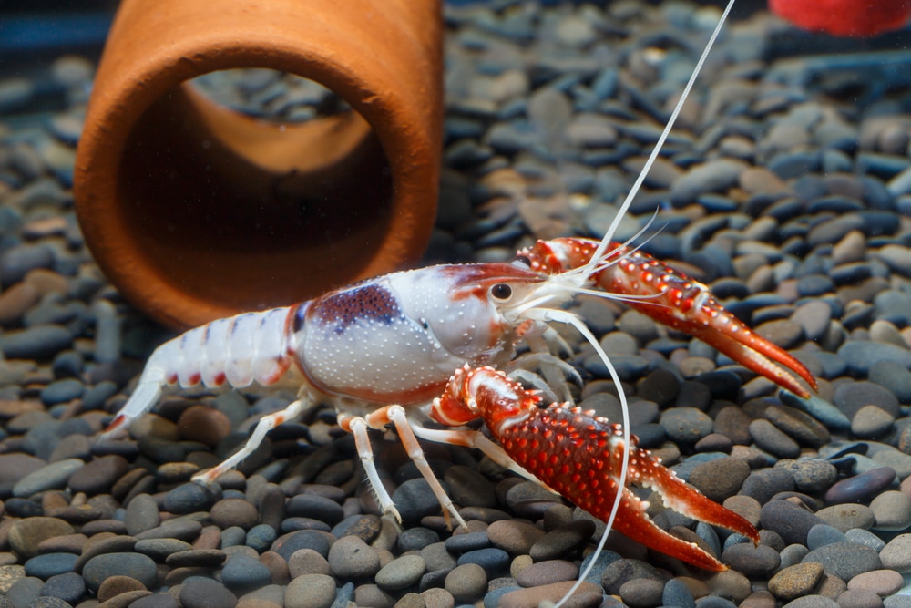 Live Freshwater Aquarium Lobster/Crawfish/Crawdad/Real Living Fish Tank Pet Aquatic Arts 1 Juvenile White Specter 