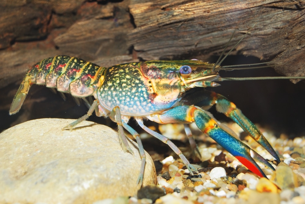 Australian blue crayfish