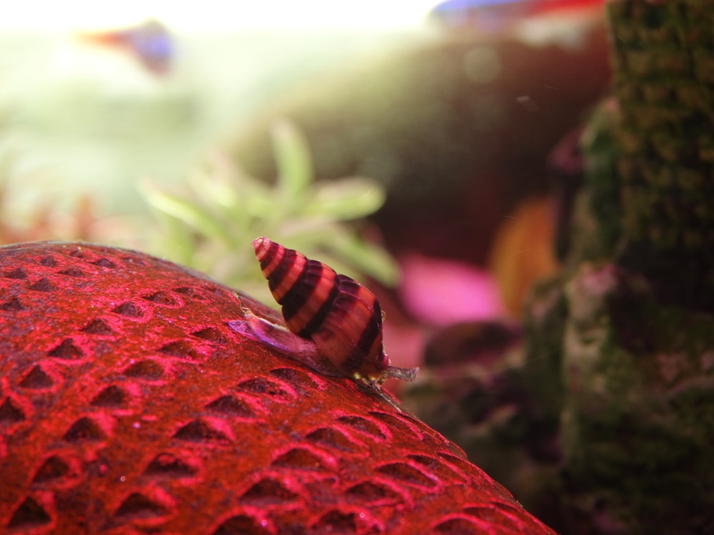 assassin snail care guide