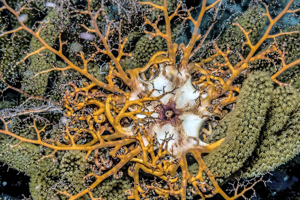 basket starfish