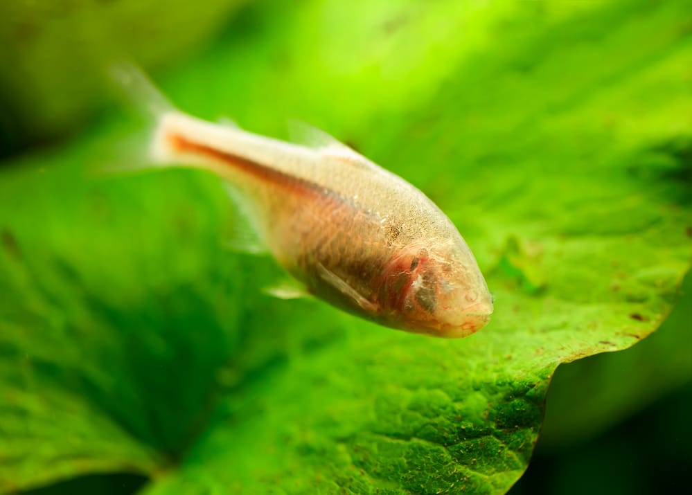 Blind Cave Fish