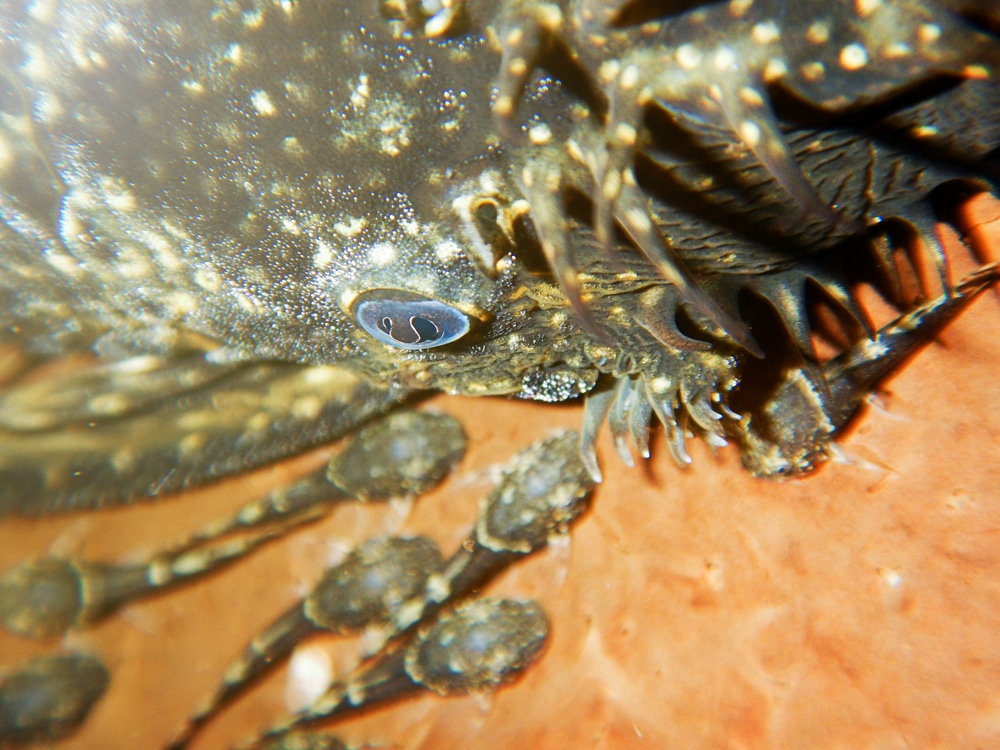 breeding bristlenose pelcos