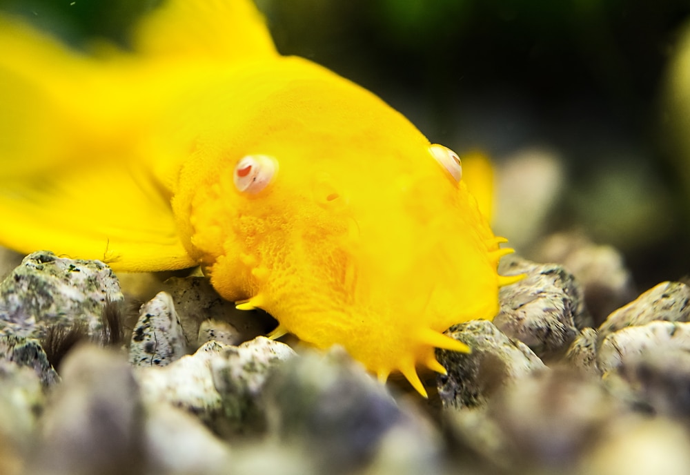 albino bristlenose pleco