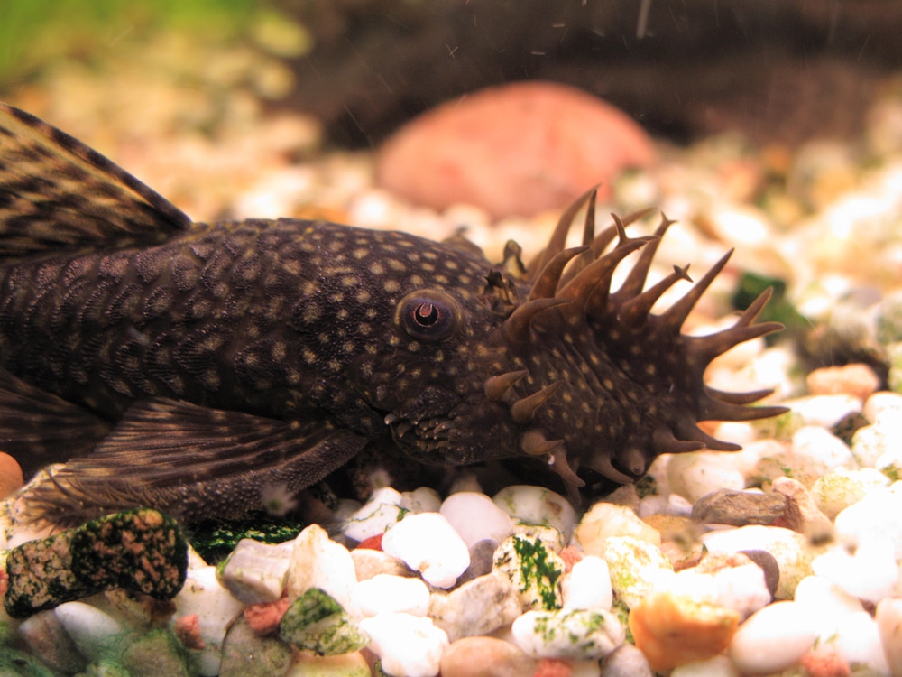 bristlenose pleco