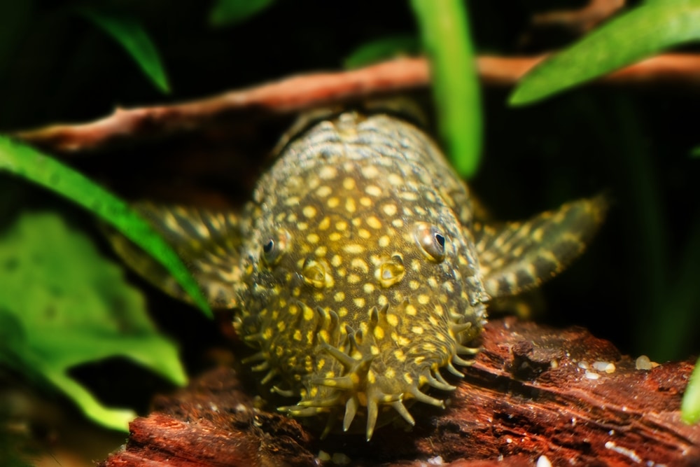 bristlenose pleco