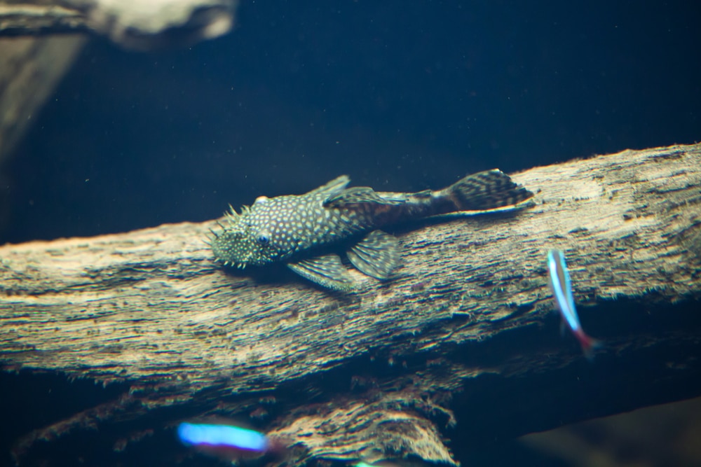 bristlenose pleco