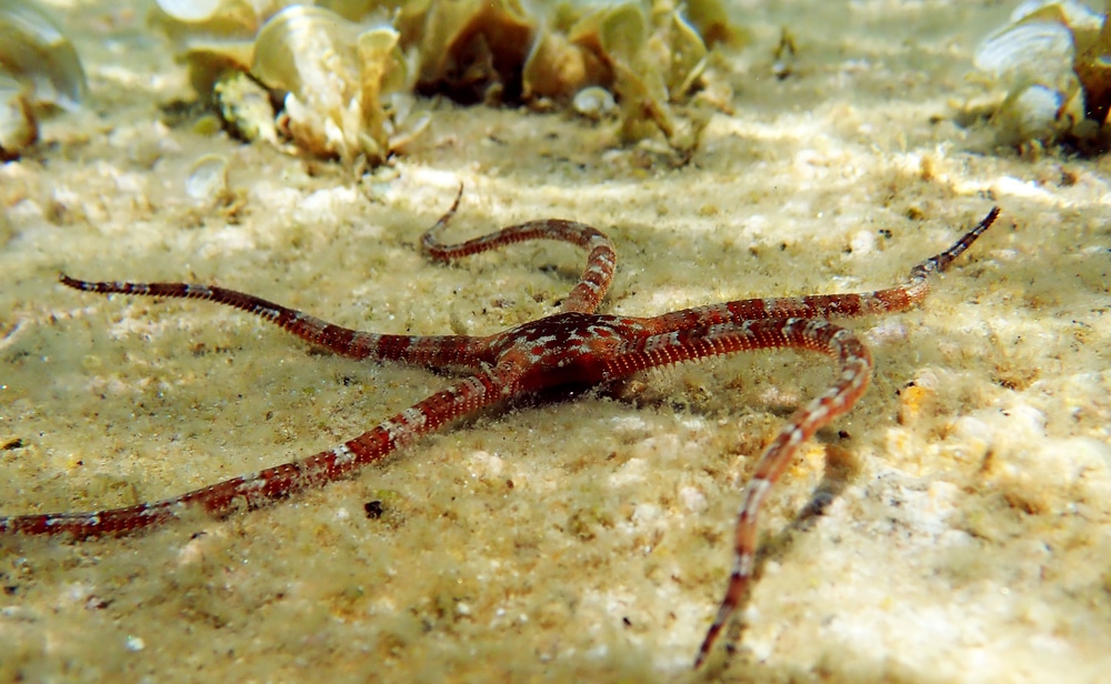 brittle star fish