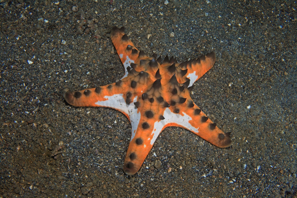 chocolate chip starfish