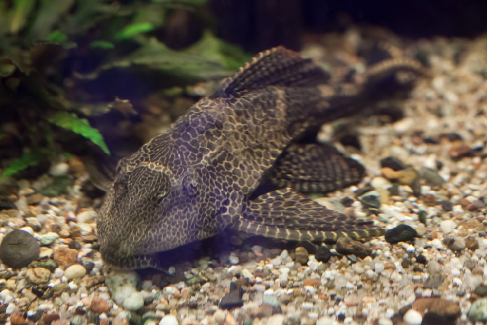 Orinoco sailfin catfish