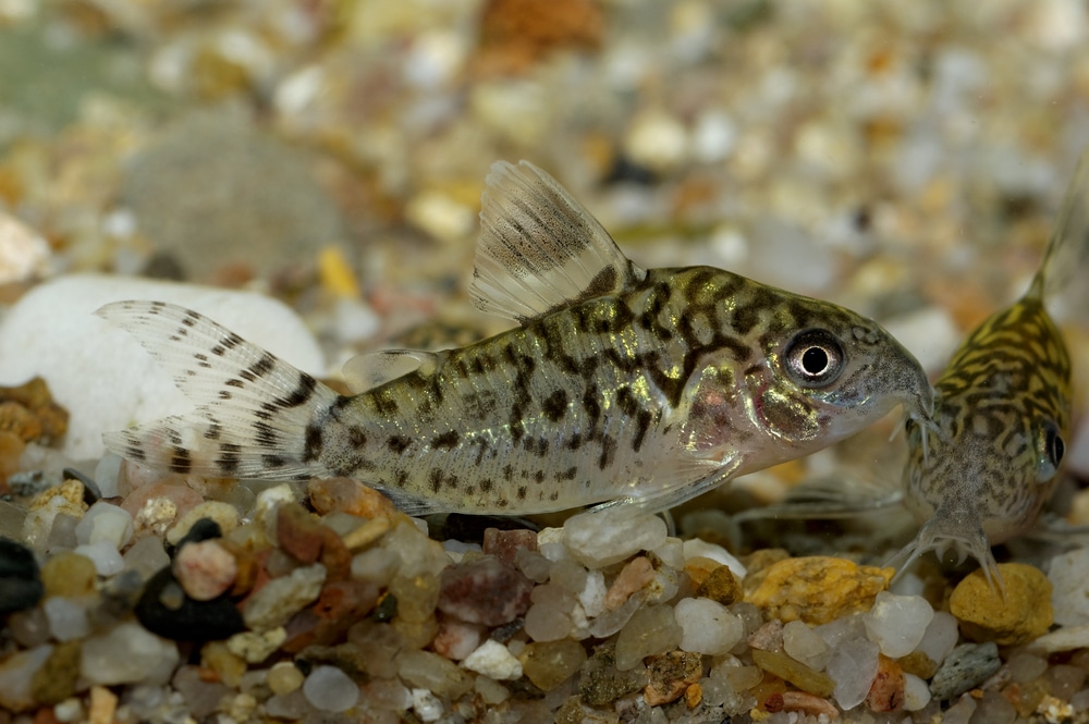 Corydoras