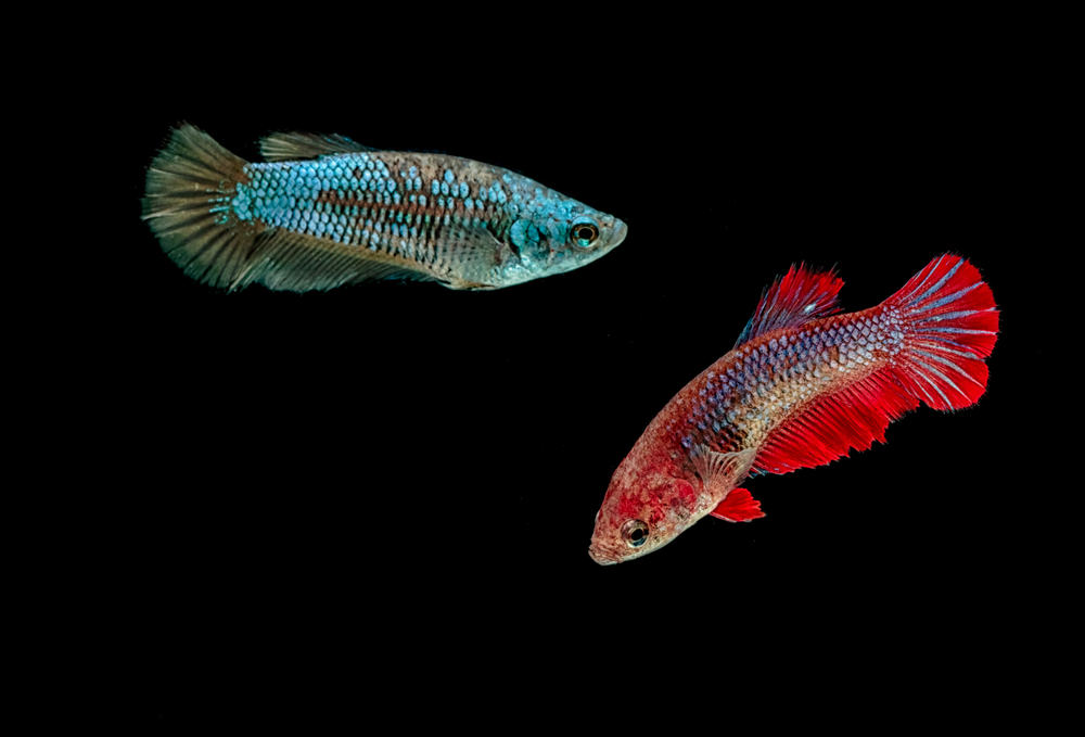 female betta fish