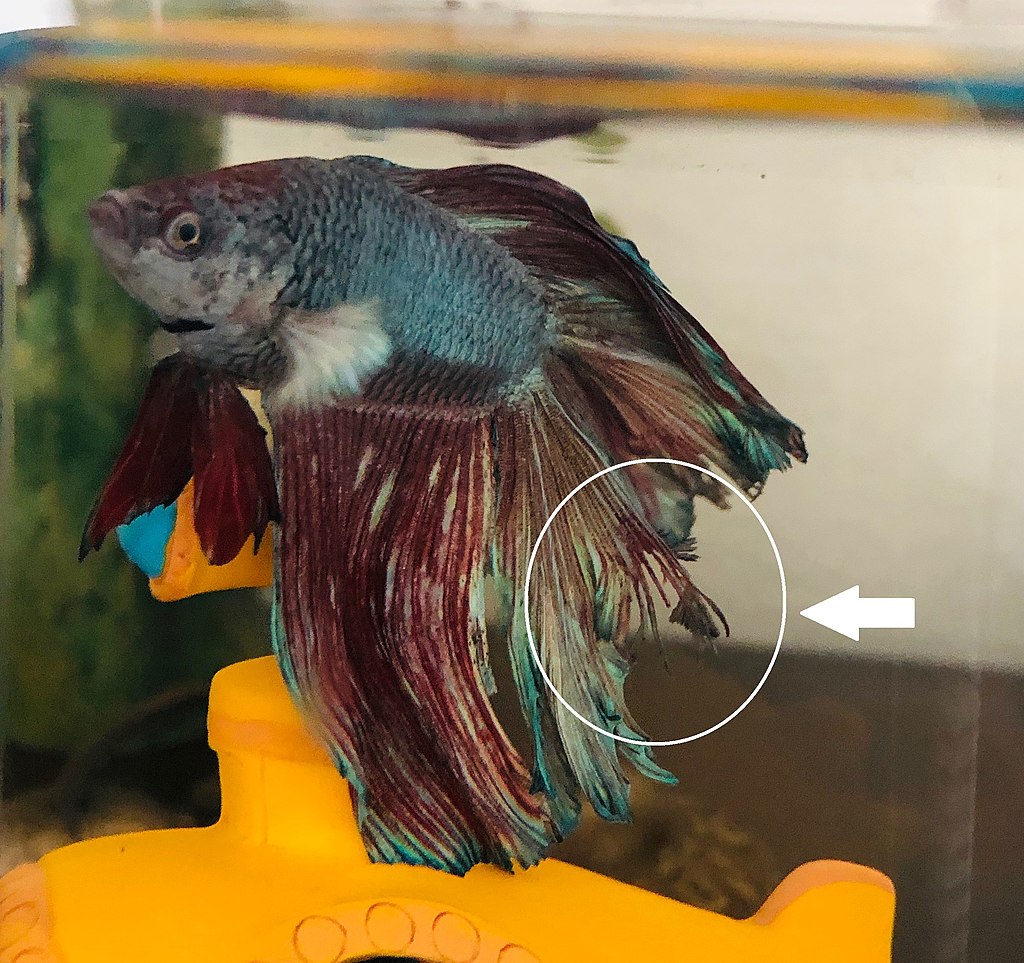 fin rot betta fish