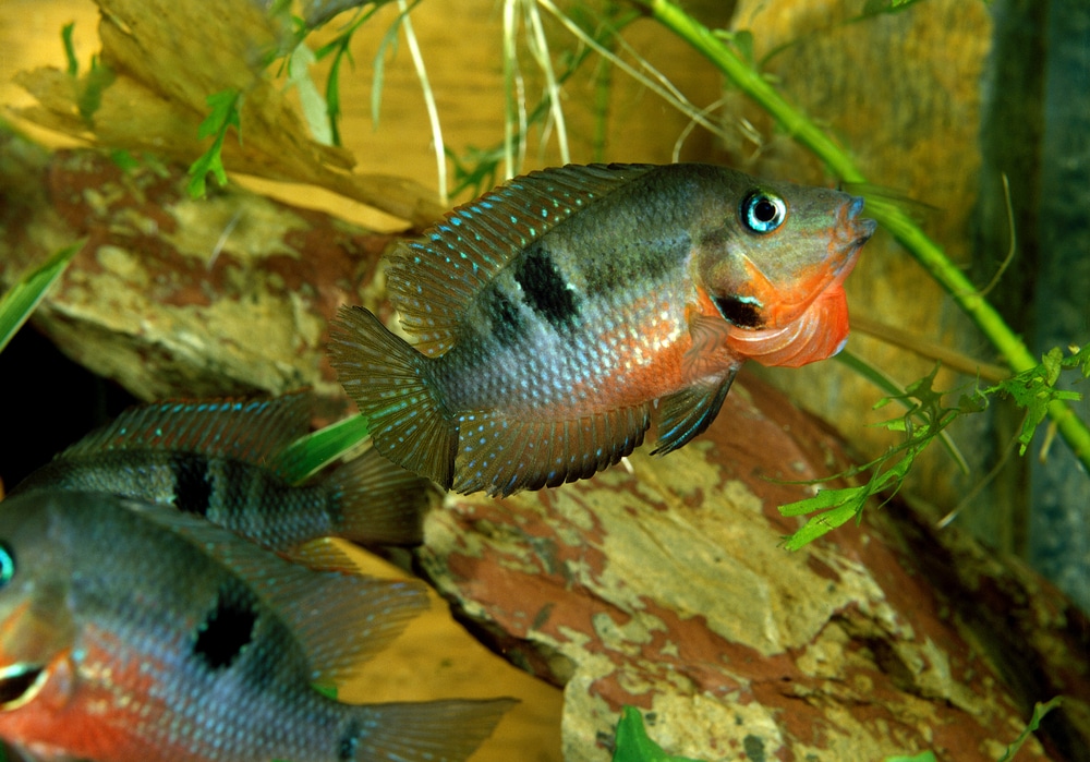 firemouth cichlid