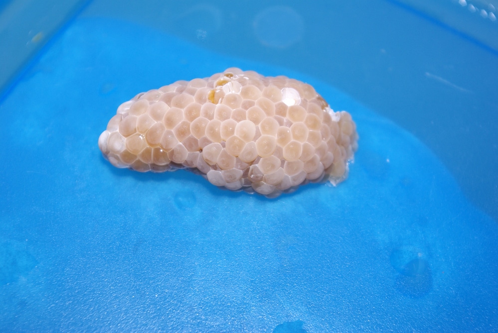 Freshwater snail eggs on wall of aquarium