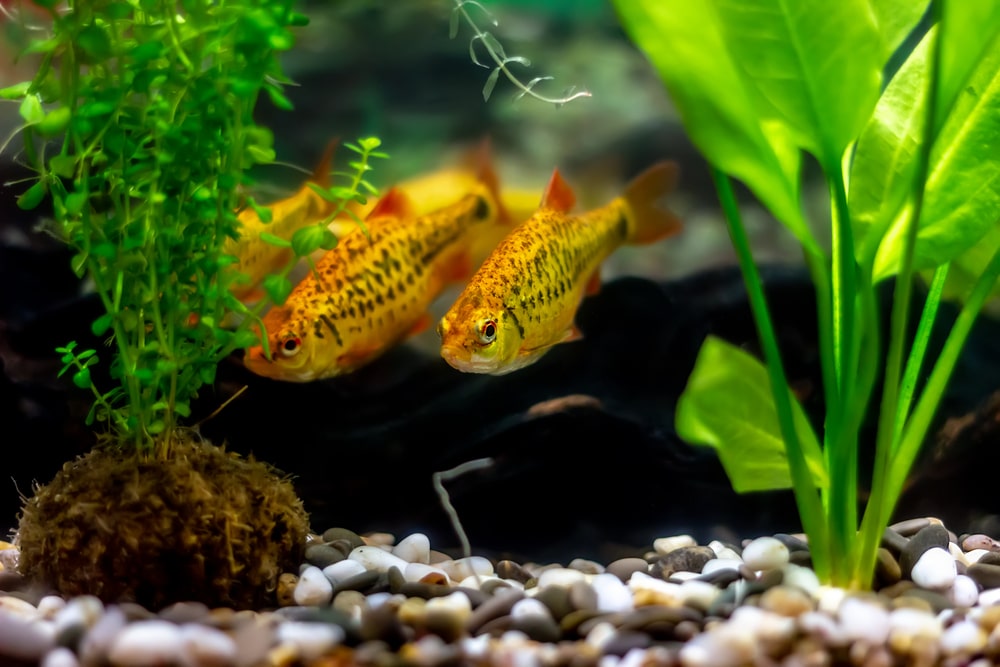 golden barbs