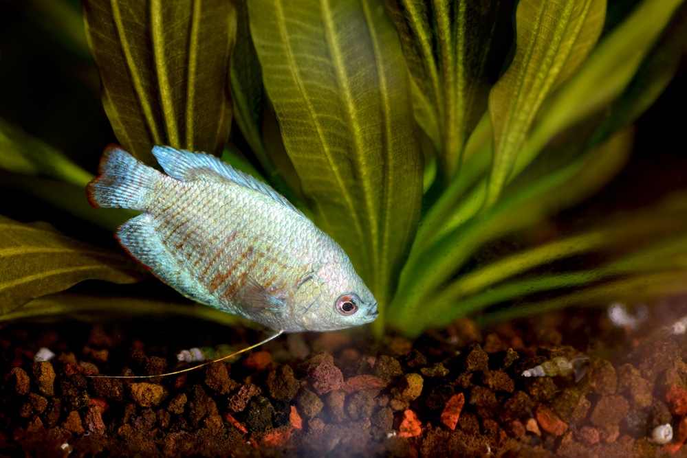 Blue Dwarf Gourami