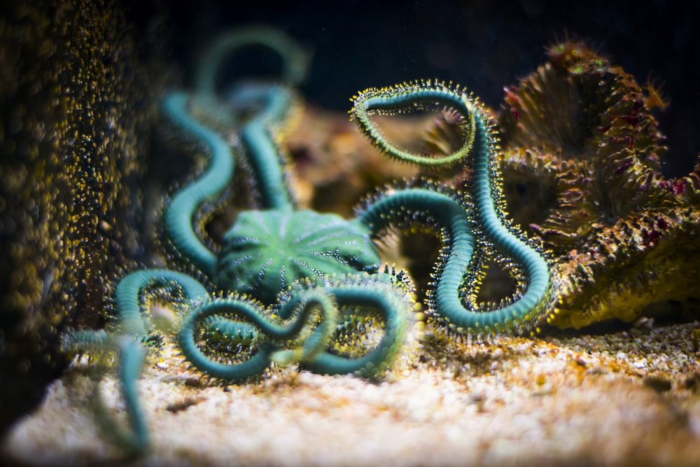 green Brittle star in aquarium