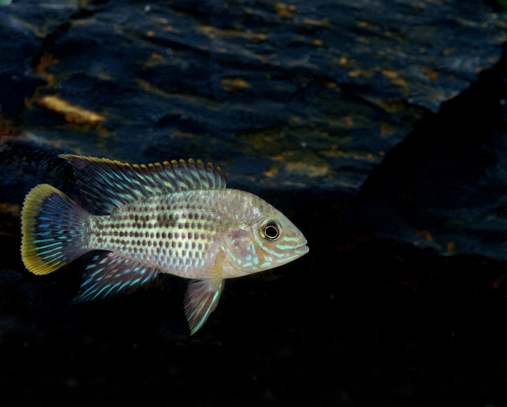 green terror cichlid