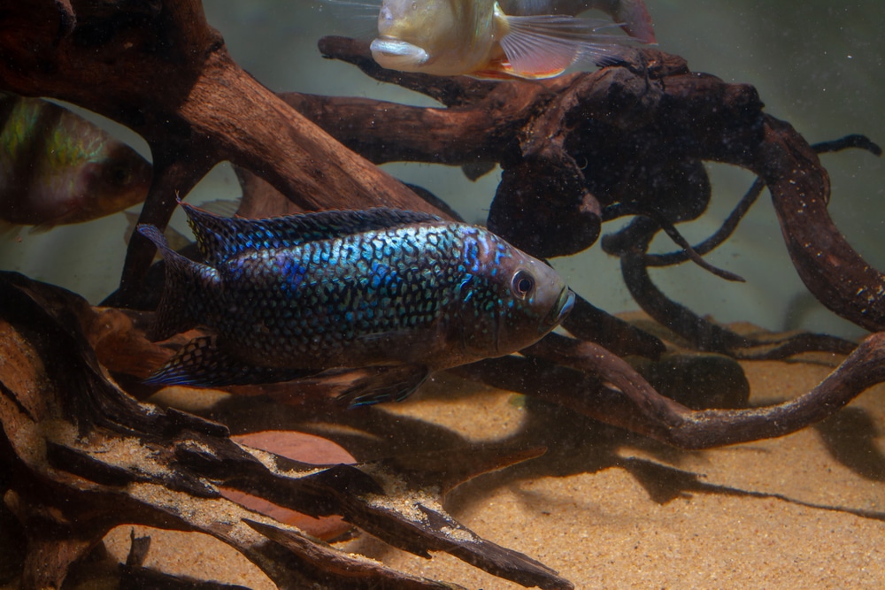 Jack Dempsey Cichlid