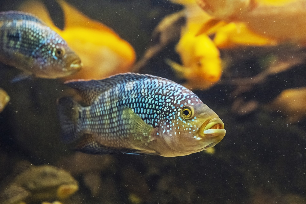 Jack Dempsey cichlid