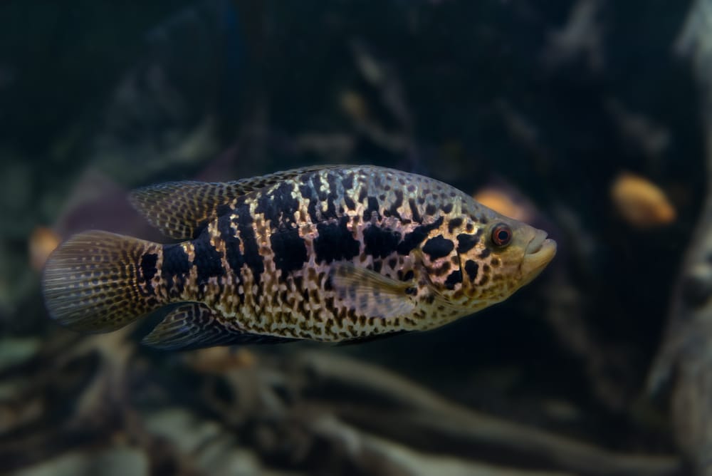 Spotted Jaguar Cichlid