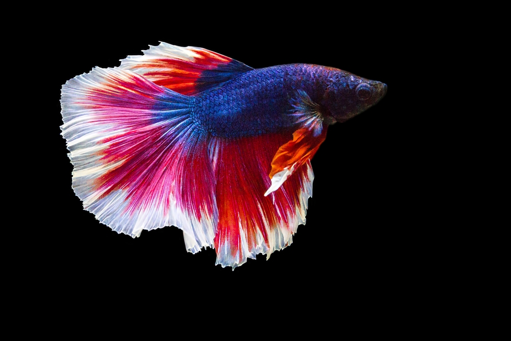 mâle poisson betta