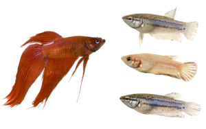 Male and Female betta fish
