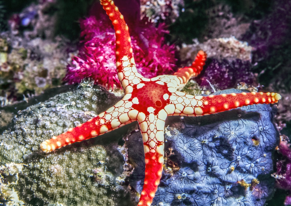 marble starfish in aquarium