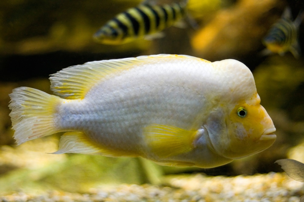 midas cichlid