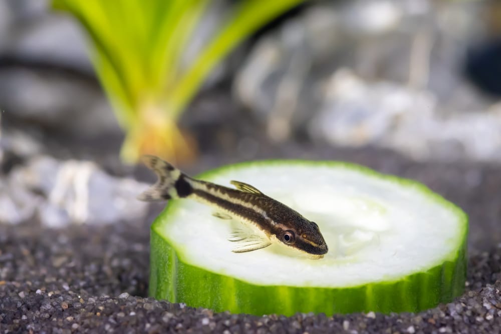 Otocinclus catfish eating cucumber