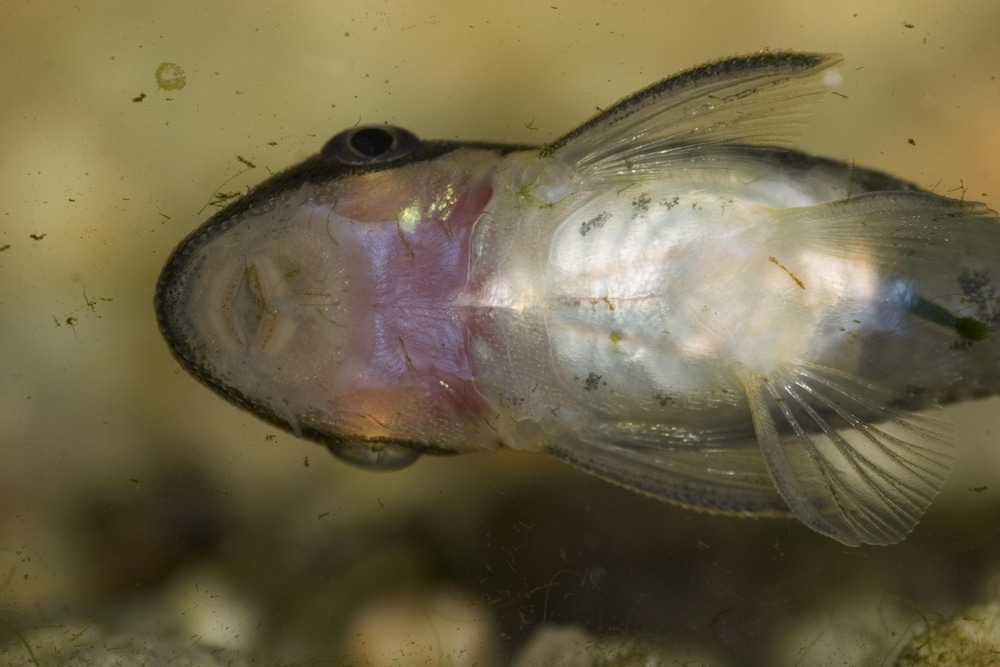 dwarf oto catfish