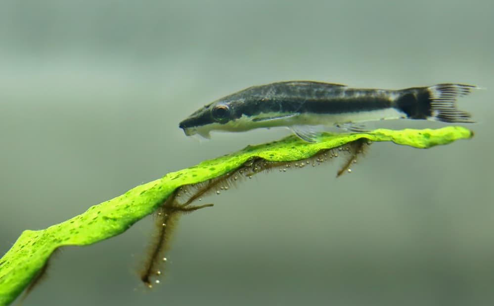Otocinclus in planted aquarium