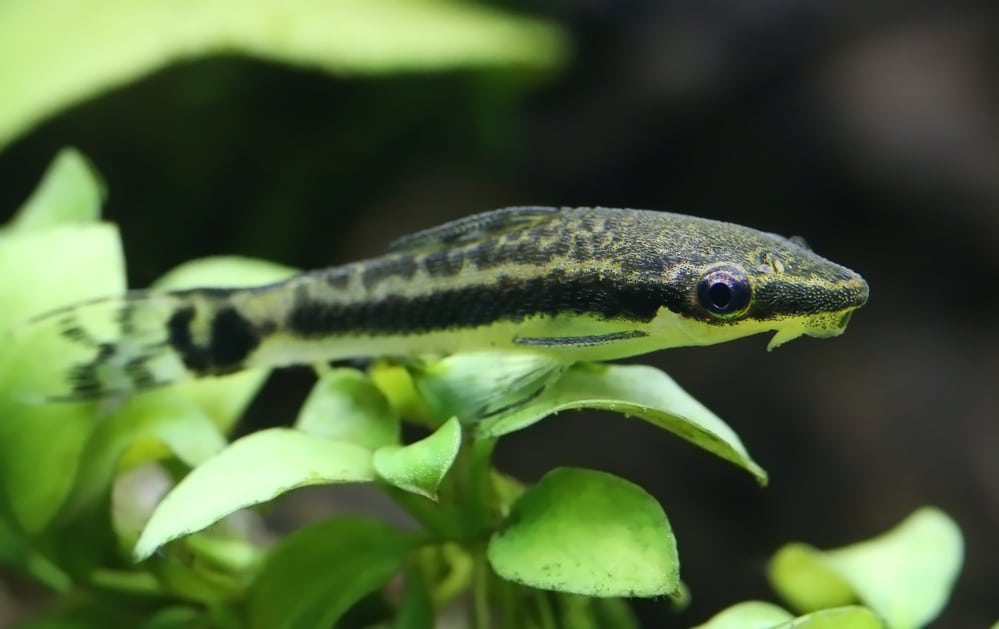 Otocinclus catfish in planted aquarium