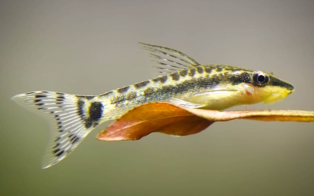 Otocinclus catfish