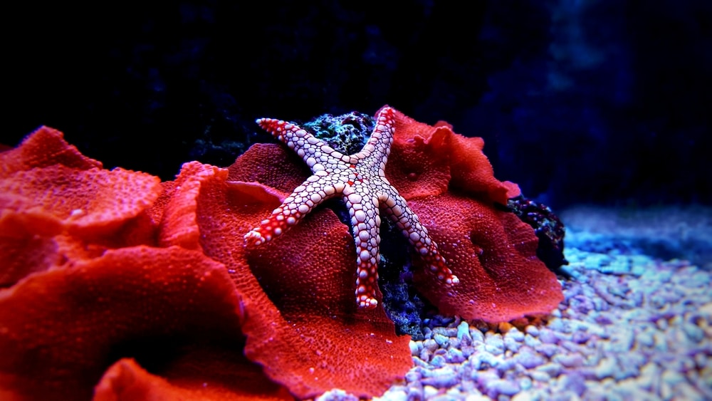 saltwater starfish in aquarium