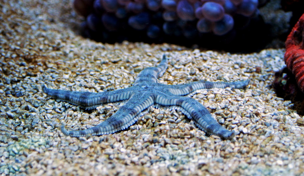 sand sifting starfish