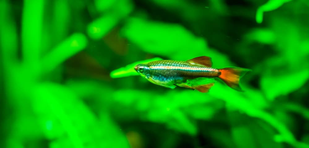 closeup of a white cloud minnow